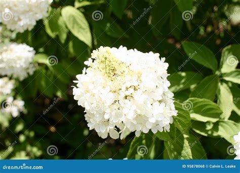 anabel flowers